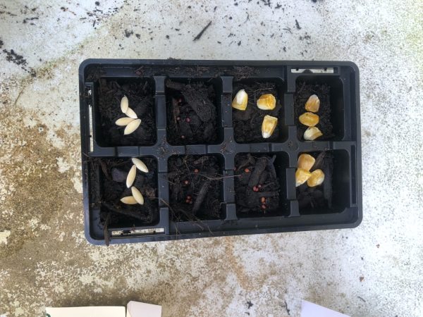 Crop seeds in seedling cells