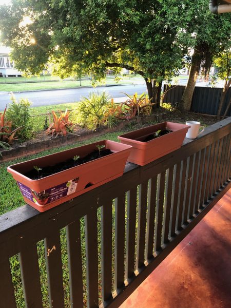 Garden planters growing crops