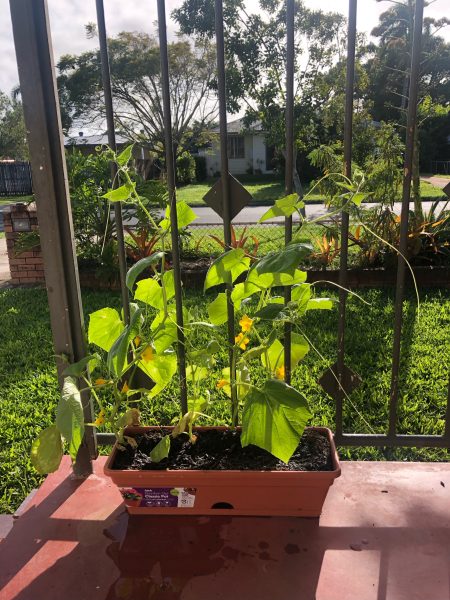 Balcony trellis and cucumber plant