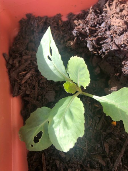 balcony challenges pests eating crops