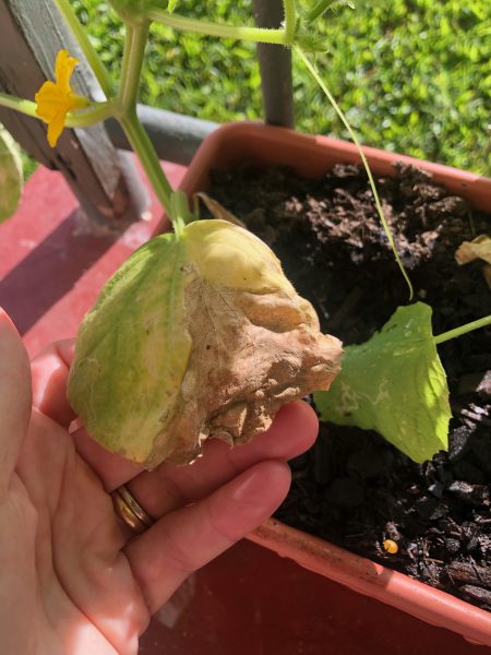 balcony challenges yellow brown leaves