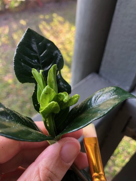 Balcony gardening pests aphids