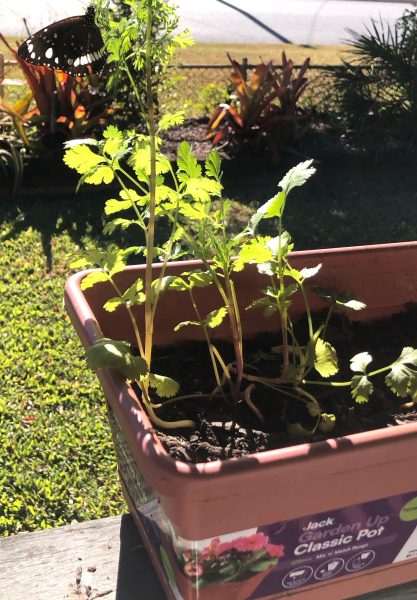 Balcony herbs