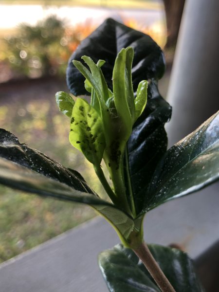 Organic pests control for balcony gardeners
