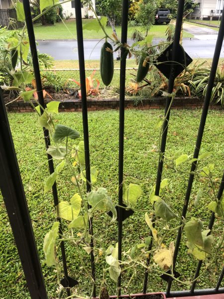 best plants for balcony gardens