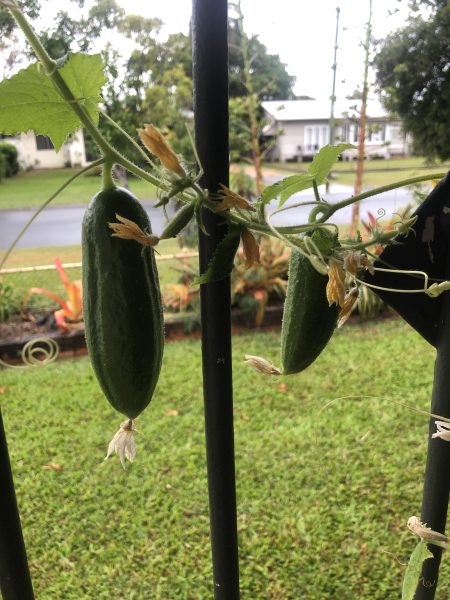 harvesting cucumbers from balcony garden