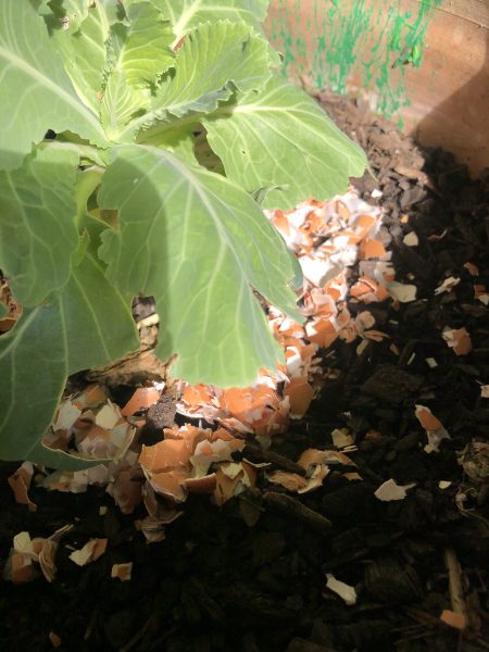organic pests control method - egg shells