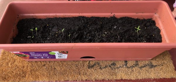 self-watering container for balcony garden