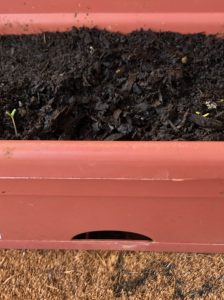 self-watering container overflow hole feature