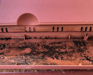 self-watering container water chamber and platform design for plant root access